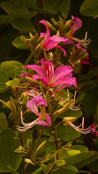 Güzel Pembe Bauhinia Çiçeklerinin Dikey Çekimi — Stok fotoğraf