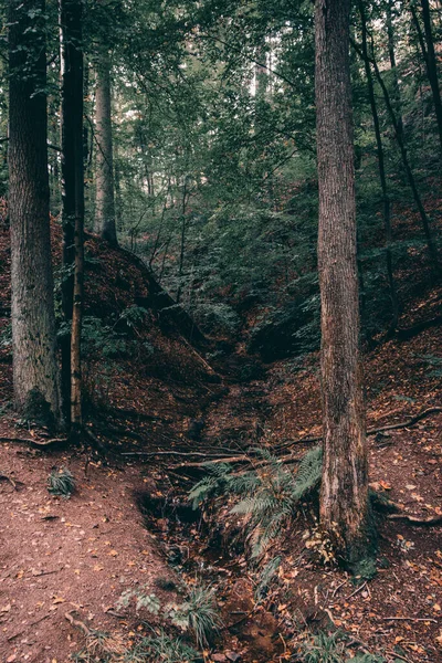 Skogen Täckt Torra Löv Och Träd Hösten — Stockfoto