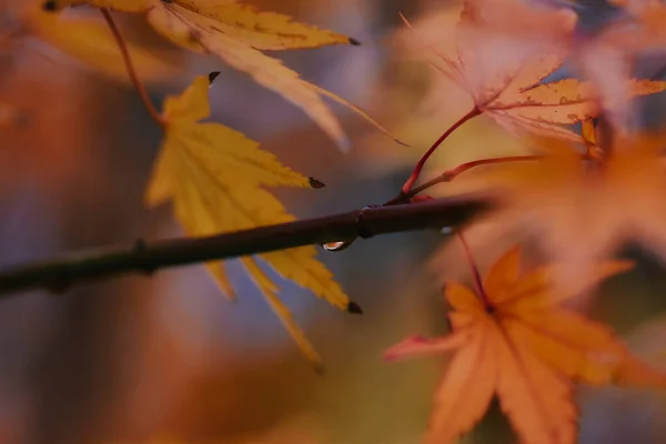 Zbliżenie Ujęcie Pięknych Jasnych Jesiennych Liści — Zdjęcie stockowe