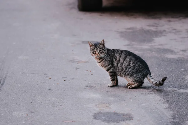 Selektivní Ostření Záběr Roztomilé Kočky — Stock fotografie