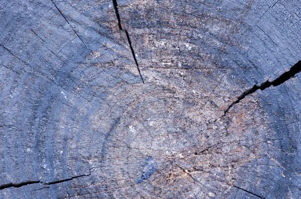 Alto Angolo Scatto Delle Texture Degli Strati Tronco Albero Tagliato — Foto Stock