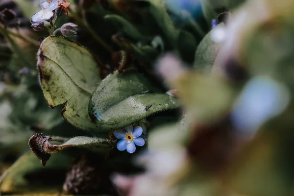 Tiro Seletivo Foco Gramíneas Florescendo Escorpião — Fotografia de Stock