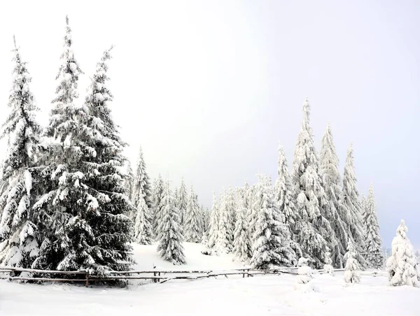 Cerca Madera Los Árboles Campo Invierno —  Fotos de Stock