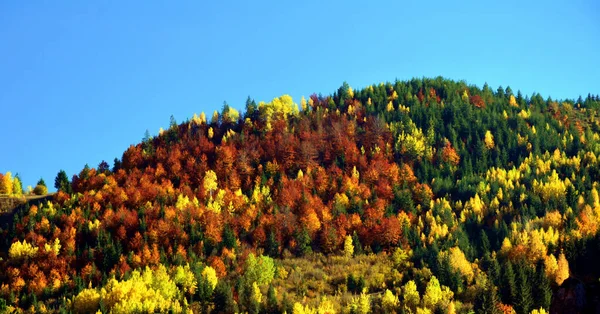 Una Vista Aerea Alberi Colorati Sulla Collina — Foto Stock