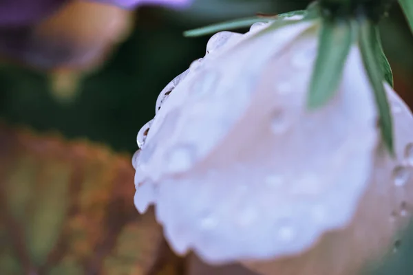 Селективный Снимок Белой Розы Капельками Росы — стоковое фото
