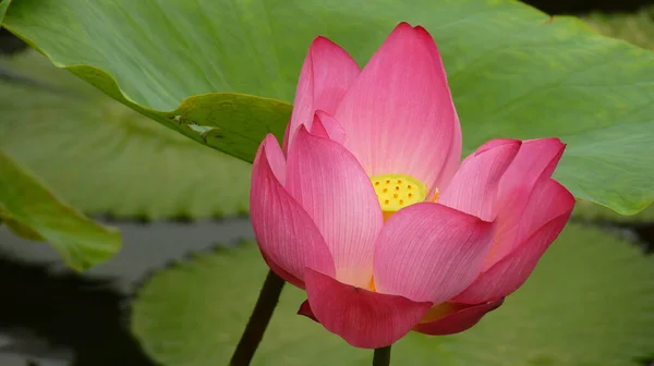 Primer Plano Una Hermosa Flor Loto Sagrada Con Hojas Almohadilla — Foto de Stock