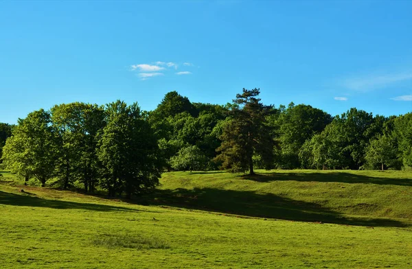 Eine Lichtung Wilder Weißer Narzissen — Stockfoto