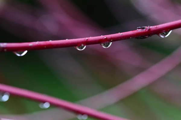 Closeup Shot Water Droplets Red Branch — Stock Photo, Image