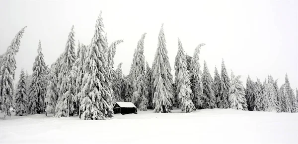 Cottage Fir Trees Mountain Winter — Stock Photo, Image