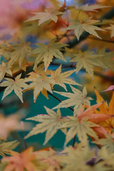 Egy Függőleges Közelkép Gyönyörű Őszi Levelekről — Stock Fotó