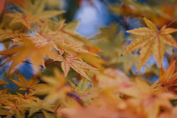 Ένα Κοντινό Πλάνο Των Όμορφων Πολύχρωμα Φύλλα Του Φθινοπώρου Ένα — Φωτογραφία Αρχείου