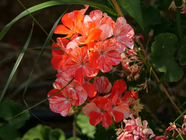 Vacker Närbild Röda Blommor Växer Fältet Solig Dag — Stockfoto