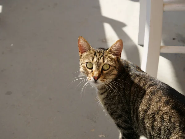 Closeup Brown Black Striped Cat Looking Camera — Stock Photo, Image