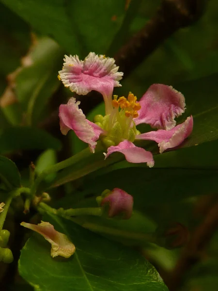 Tiro Foco Seletivo Floração Acerola Cereja — Fotografia de Stock