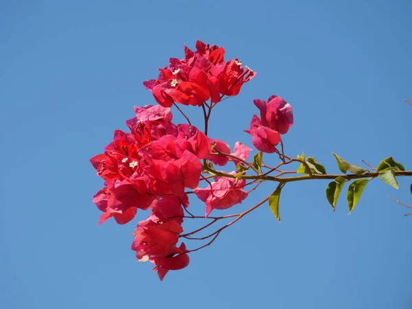 Bela Flores Bougainvillea Vermelho Brilhante Contra Céu Azul — Fotografia de Stock
