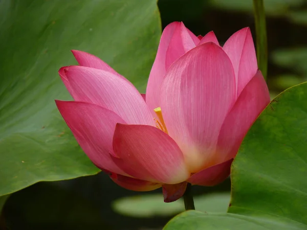 Gros Plan Lotus Sur Étang — Photo