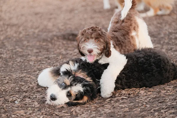 Nahaufnahme Zweier Niedlicher Welpen Beim Spielen Einem Park — Stockfoto