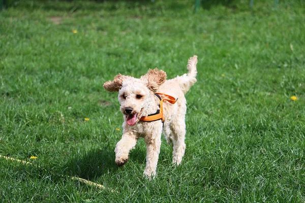 Tiro Foco Seletivo Cão Bonito Correndo Grama — Fotografia de Stock
