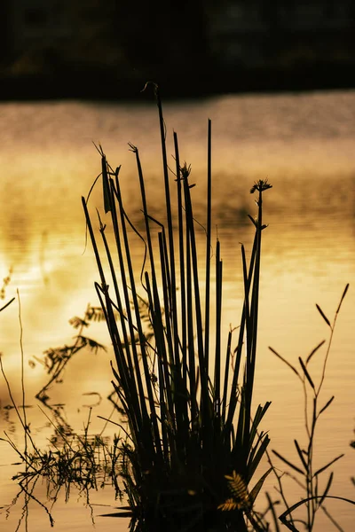 Eine Vertikale Aufnahme Der Silhouetten Von Gras Einem See Während — Stockfoto