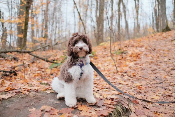 Adorable Labradoodle Esponjoso Posando Bosque —  Fotos de Stock