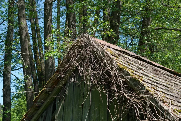乾燥した枝を持つタイル張りの屋根の閉鎖と背景の木 — ストック写真