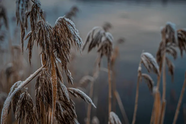 Selektivní Záběr Zasněžené Trávy — Stock fotografie