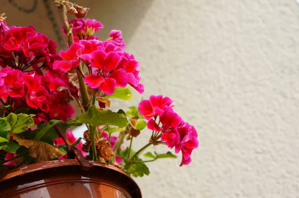 Close Shot Bright Pink Flowers Pot — Stock fotografie