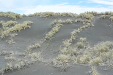 View of coastal sand dune covered with Spinifex (Spinifex sericeus) grass at Whatipu Scenic Reserve clipart