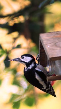Great spotted woodpecker hanging from a wooden feeder with a jar of seeds looking behind with its tongue out against a blurred out natural golden sun clipart