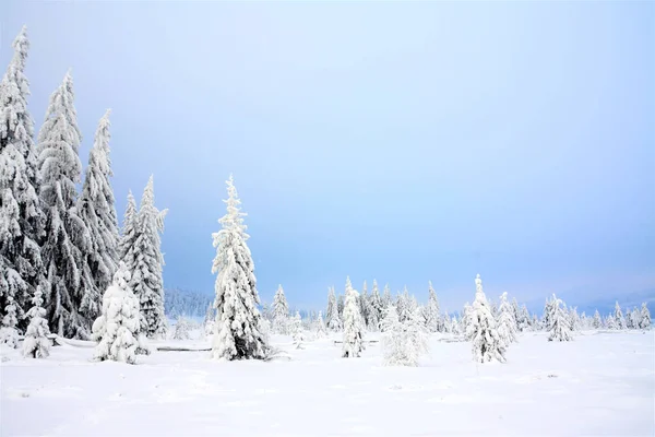 Красивый Зимний Пейзаж Некоторых Огненных Деревьев Поле Покрытом Снегом — стоковое фото
