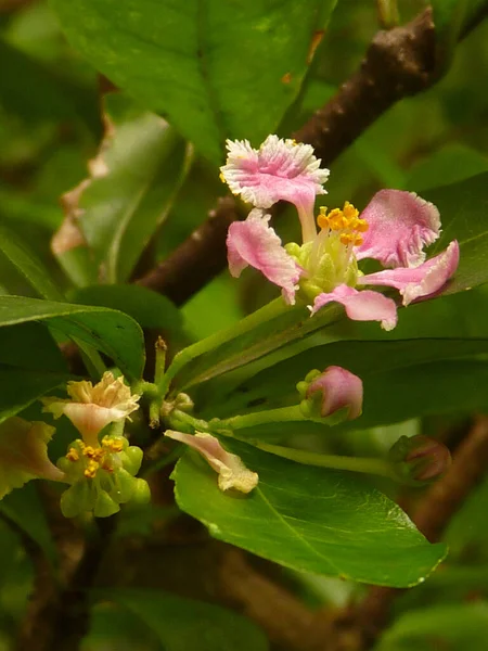 Focus Selettivo Colpo Acerola Fiore Albero Ciliegio — Foto Stock