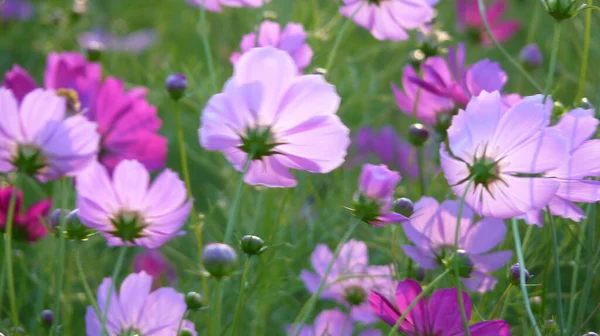 Selective Focus Shot Beautiful Cosmos Flowers Field — Stock Photo, Image