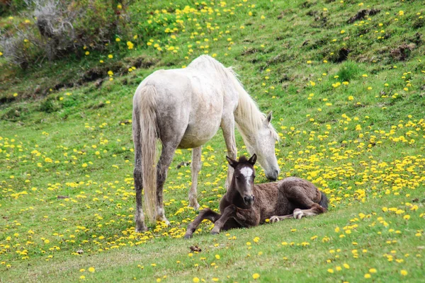Closeup Cute Little Sleeping Foal Her Mother — Stock Photo, Image
