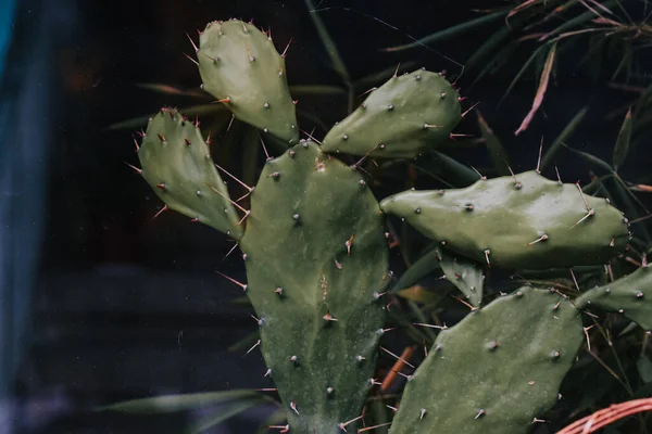 Primer Plano Cactus Verde Jardín —  Fotos de Stock