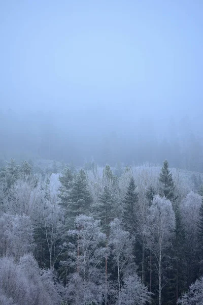 Disparo Vertical Maravillosos Árboles Congelados Día Niebla —  Fotos de Stock