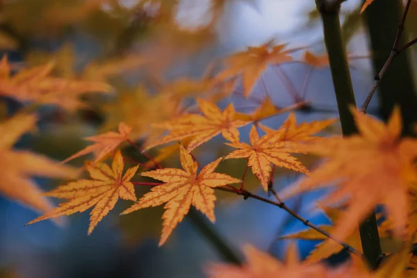 Selective Focus Shot Beautiful Autumn Leaves — Stock Photo, Image