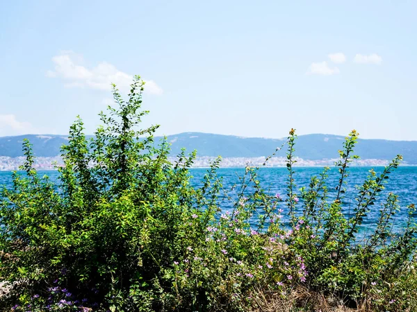 Belo Tiro Arbustos Mar Negro Bulgária — Fotografia de Stock