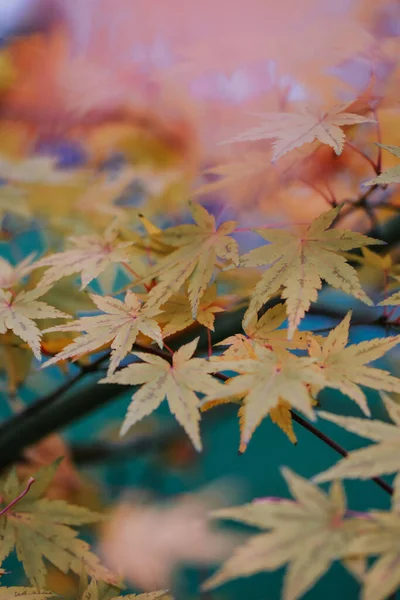 Selective Focus Shot Beautiful Autumn Leaves — Stock Photo, Image