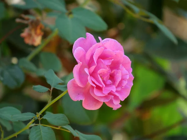 Belo Close Uma Rosa Rosa Crescendo Campo Fundo Embaçado — Fotografia de Stock