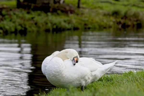 Eine Schöne Aufnahme Von Zwei Schwänen Mit Einem See Hintergrund — Stockfoto