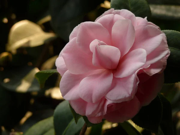 Closeup Shot Camellia Flowers — Stock Photo, Image