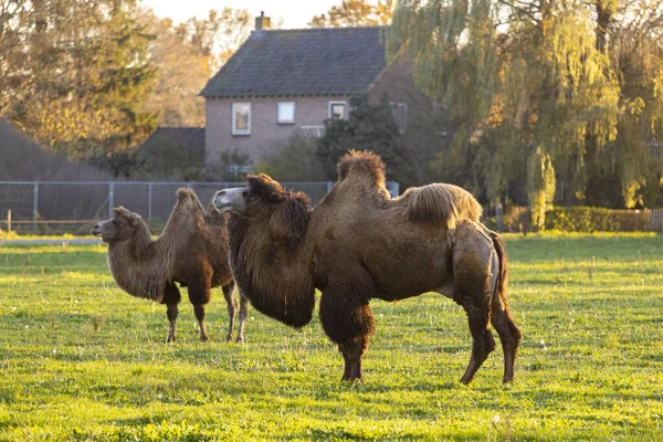 Boerderij Grasland Veld Met Twee Bactriaanse Kamelen Nederland Met Gouden — Stockfoto