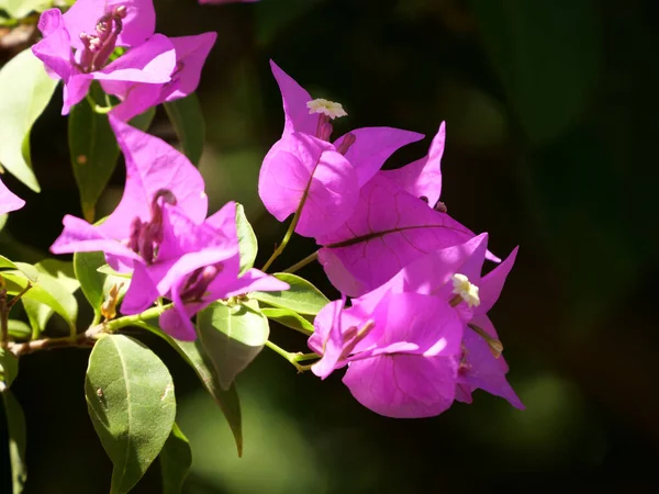 Hermoso Primer Plano Flores Púrpuras Creciendo Campo Día Soleado — Foto de Stock