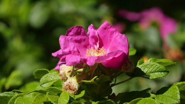 晴れた日には畑に美しいピンクの花が咲いています — ストック写真