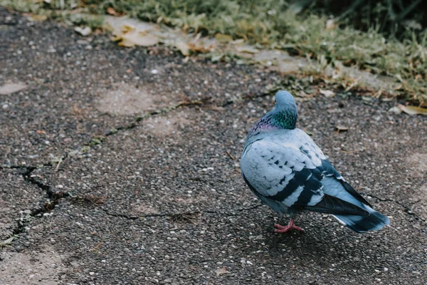 Pigeon Colorful Feathers Park — Stock Photo, Image