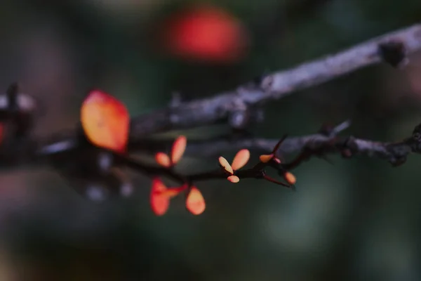 Lovitură Closeup Ramuri Copaci Frunze Frumoase Toamnă Portocalii — Fotografie, imagine de stoc