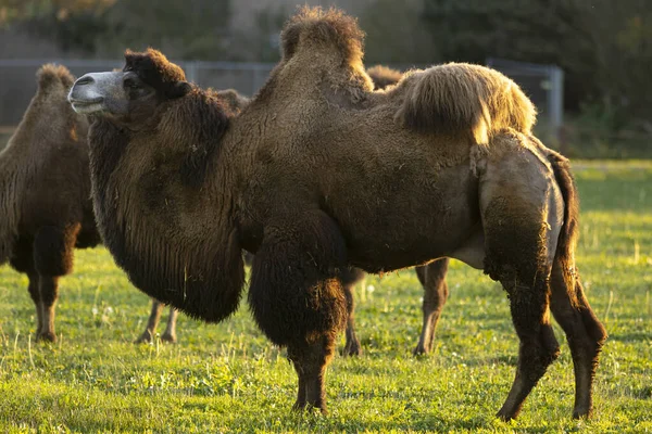 Männliches Baktrisches Kamel Auf Einer Grünen Wiese Den Niederlanden Mit — Stockfoto