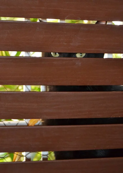 木製のベンチの開口部を通して見て黒猫の垂直ショット — ストック写真