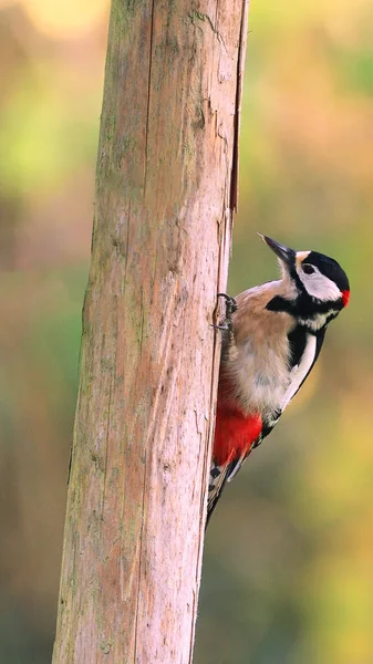 Pájaro Conocido Como Great Spotted Woodpecker Trozo Tronco Estéril Con —  Fotos de Stock