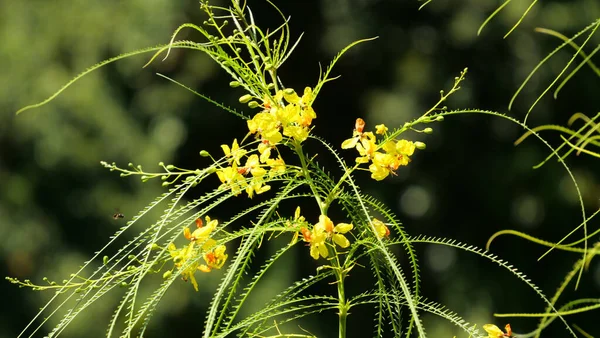 Belo Close Flores Amarelas Crescendo Campo Dia Ensolarado — Fotografia de Stock